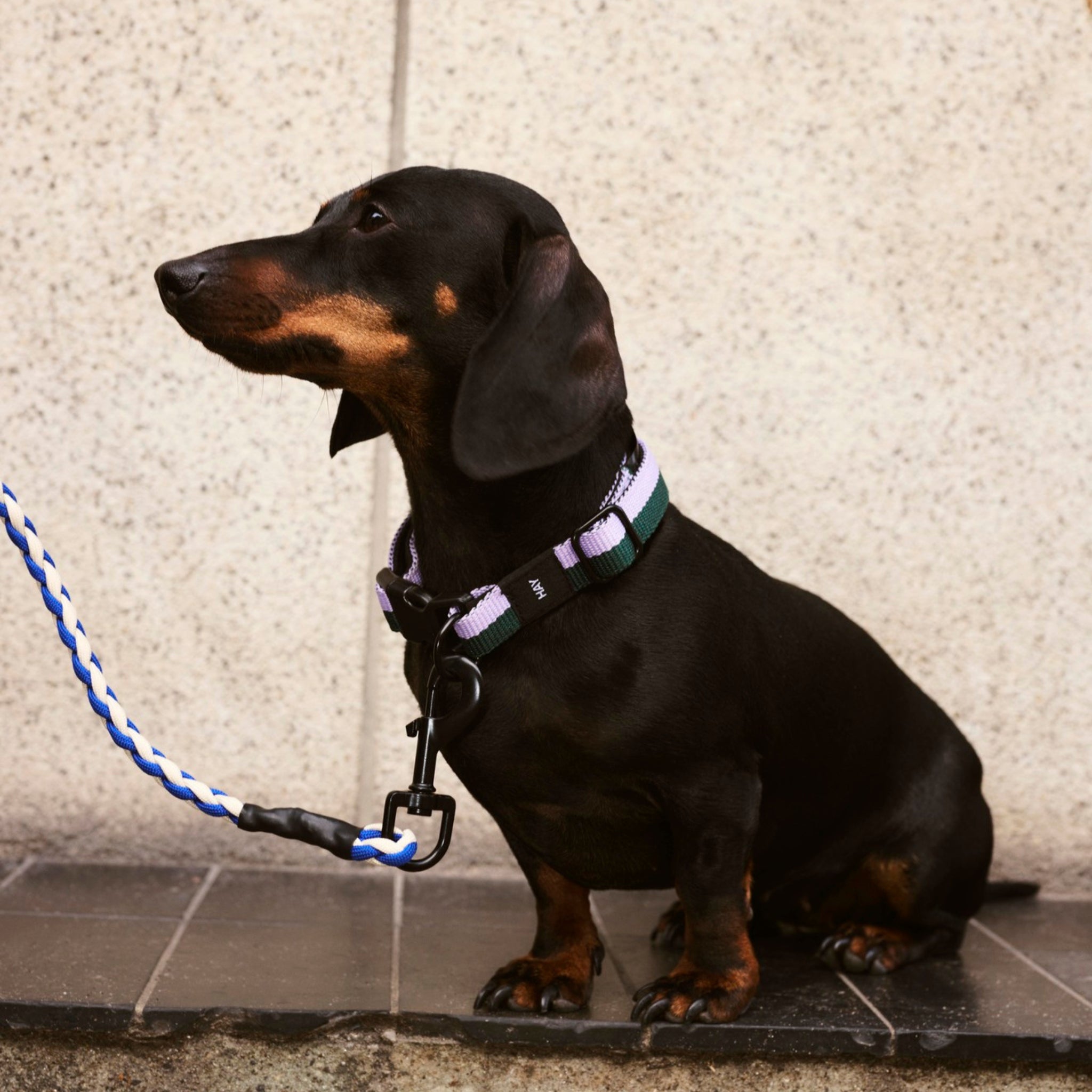 Een zwart met bruine teckel met een paarse en groene halsband zit op donkere tegels bij een beige muur, vastgemaakt aan de Hay Dogs Leiband Braid Lavendel Groen M/L leiband van Hay, kijkend naar links.