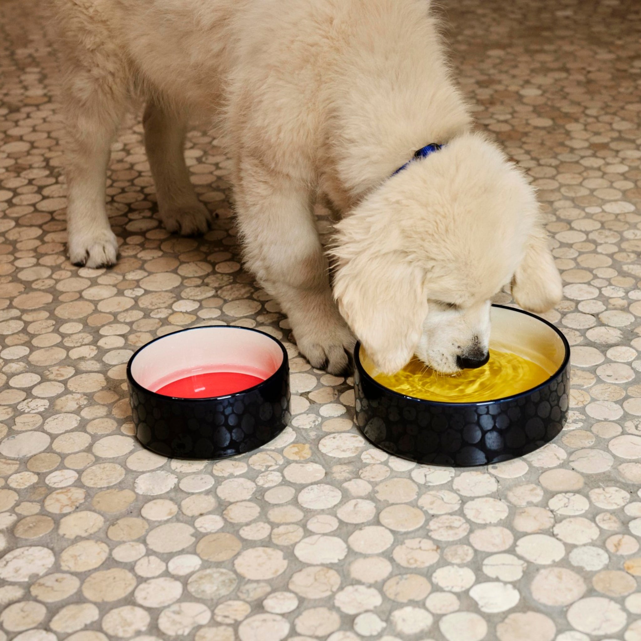 Een pluizige golden retriever puppy drinkt uit een Hay Dogs Hondenbak Geel Blauw D20 van Hay, gevuld met gele vloeistof, naast een andere aardewerken bak met rode vloeistof op een tegelvloer waar kleurrijke hondenaccessoires worden getoond.