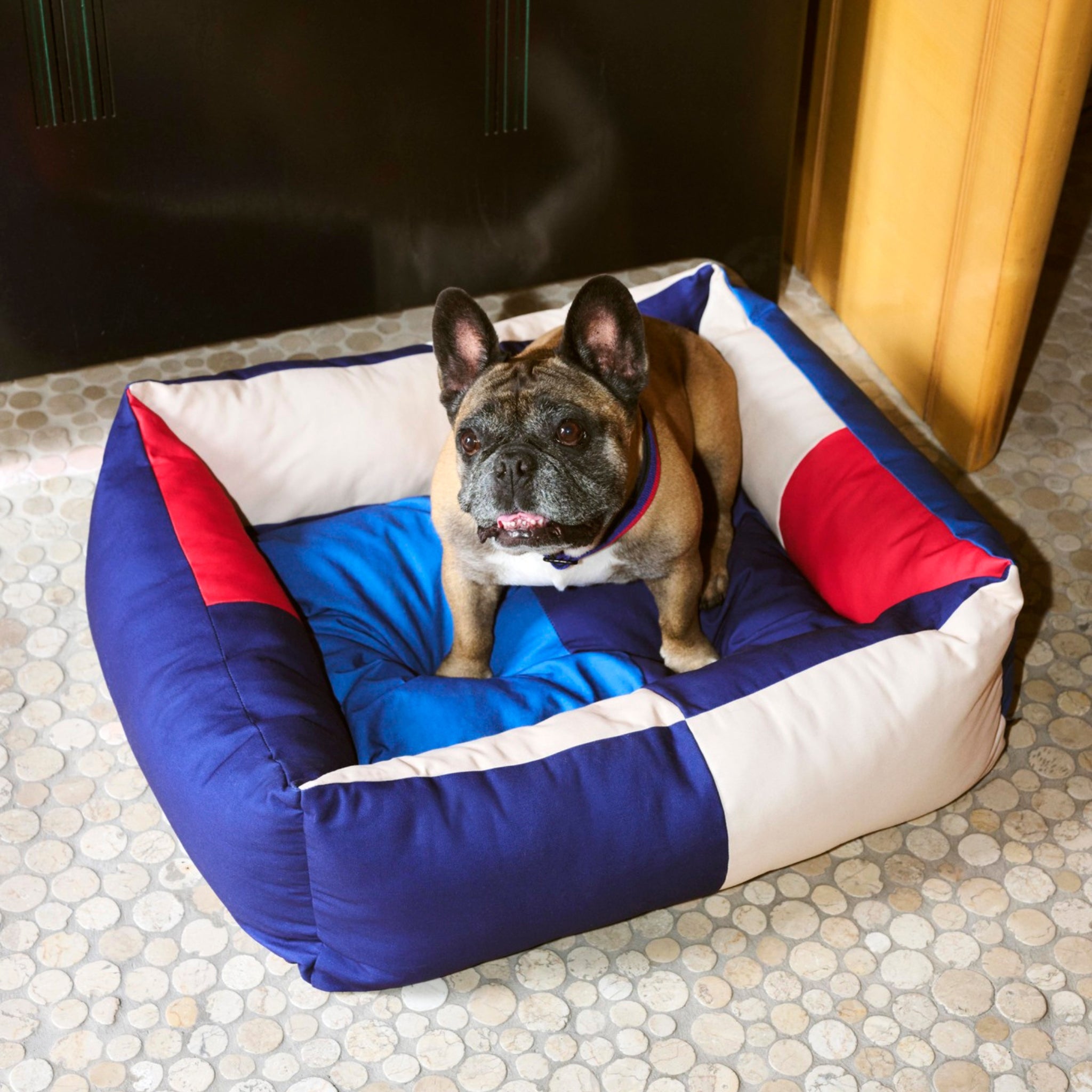Een bruine en zwarte Franse Bulldog met een rode kraag zit in de Hay Dogs Hondenmand Rood Blauw 65/78 van Hay, met rode, blauwe en witte accenten - perfect als medium hondenmand op een lichte ronde tegelvloer.