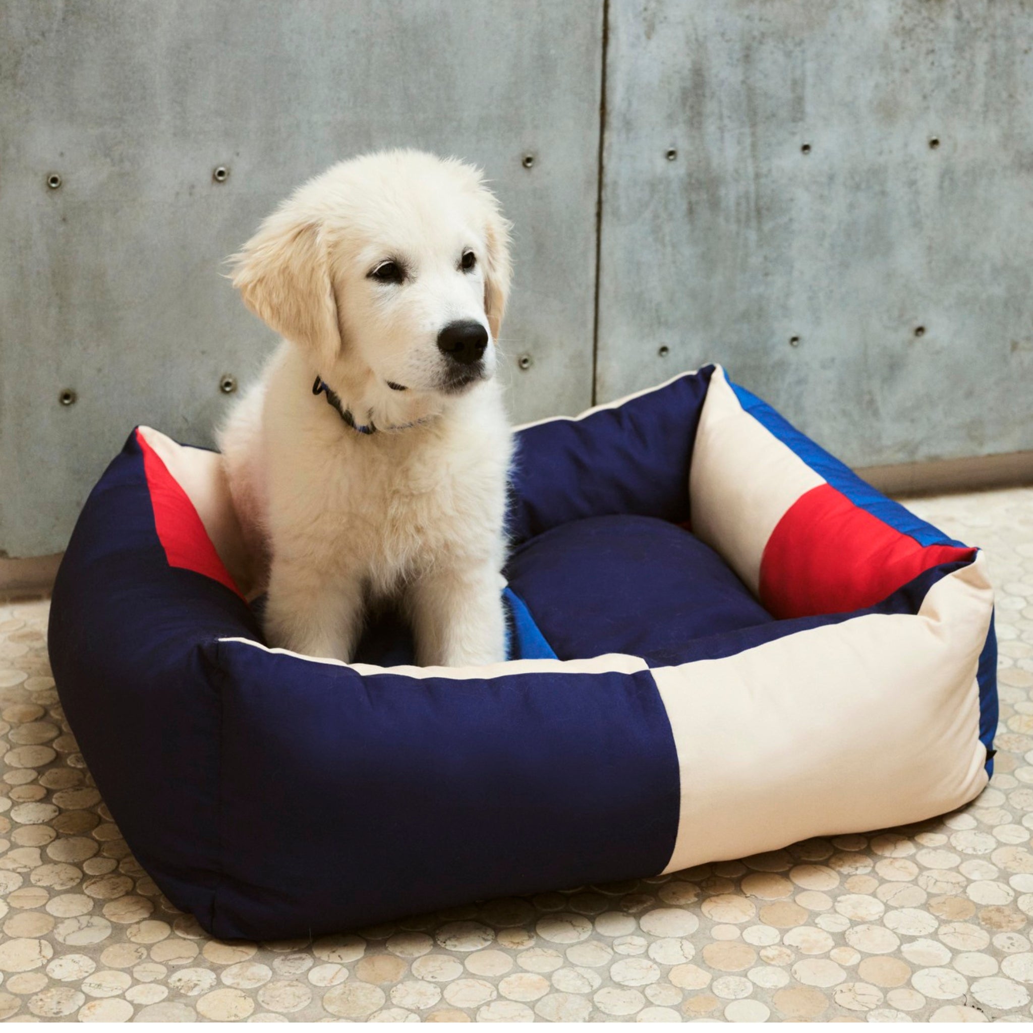 Een pluizige witte puppy zit in een Hay Dogs Hondenmand Rood Blauw 65/78 van Hay - een uitnodigend hondenbed met rode, blauwe en crèmekleurige panelen - geplaatst op een betegelde vloer tegen een betonnen muur.