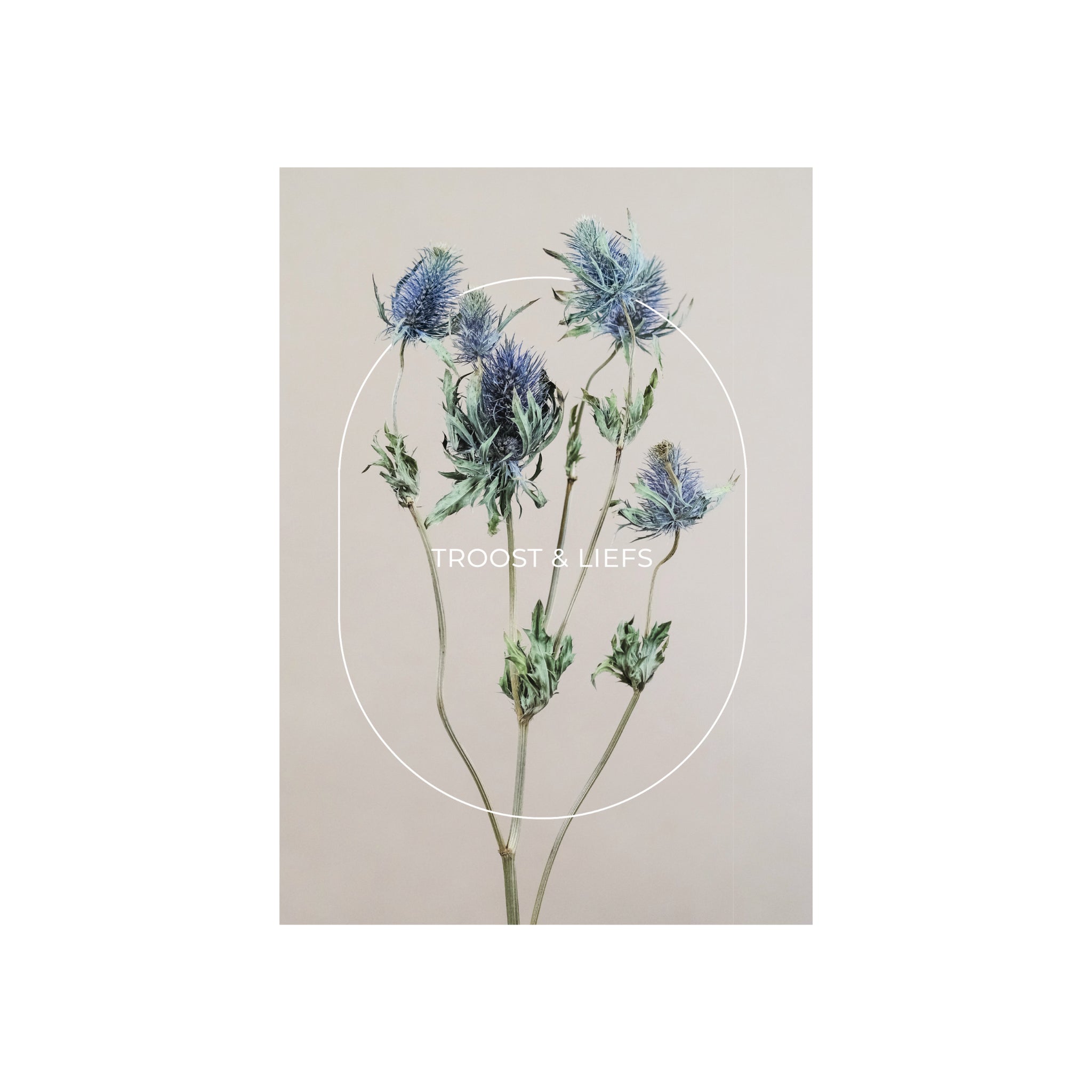 De Matriks Postkaart Lijn Troost & Liefs Dubbel A6 heeft een minimalistisch blauw distelontwerp met groene stengels op beige, gecentreerde "TROOST & LIEFS" tekst en een wit ovaal kader - ideaal voor wenskaarten. Merk: Matriks.