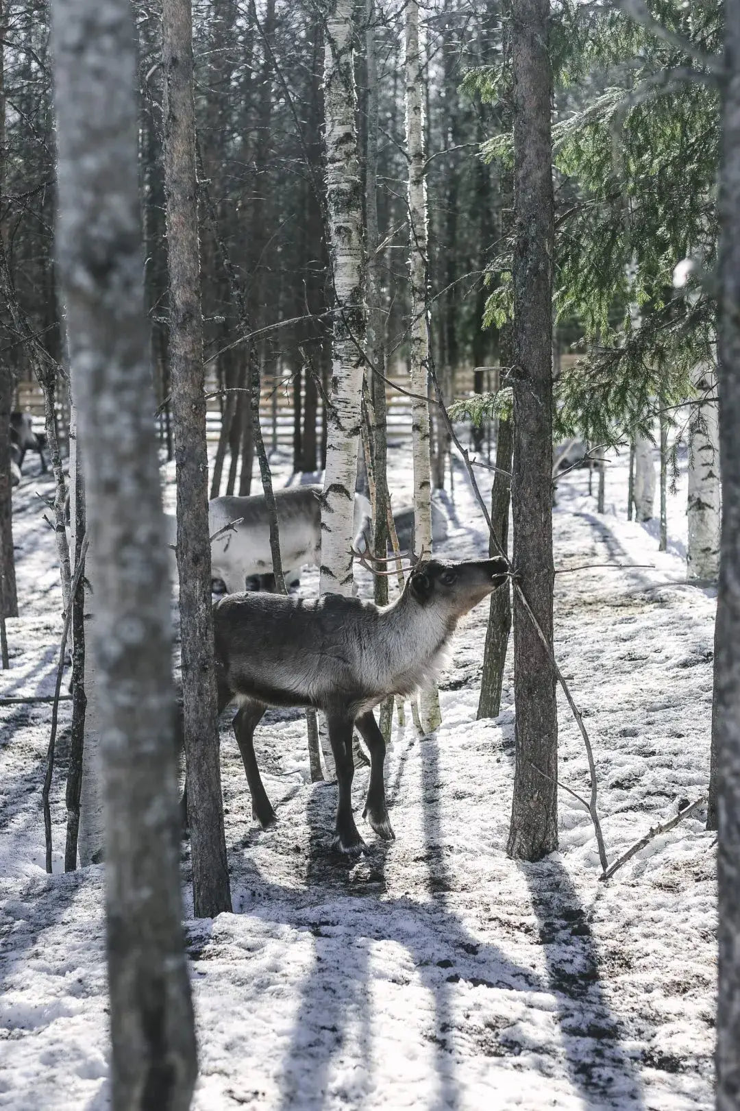 Een rendier staat tussen besneeuwde bomen in Finland, wat doet denken aan scènes uit het Kookboek van Cozy Publishing Eat Finland - een inspiratiebron voor Finse recepten. Verderop tussen de bomen is nog een rendier te zien.