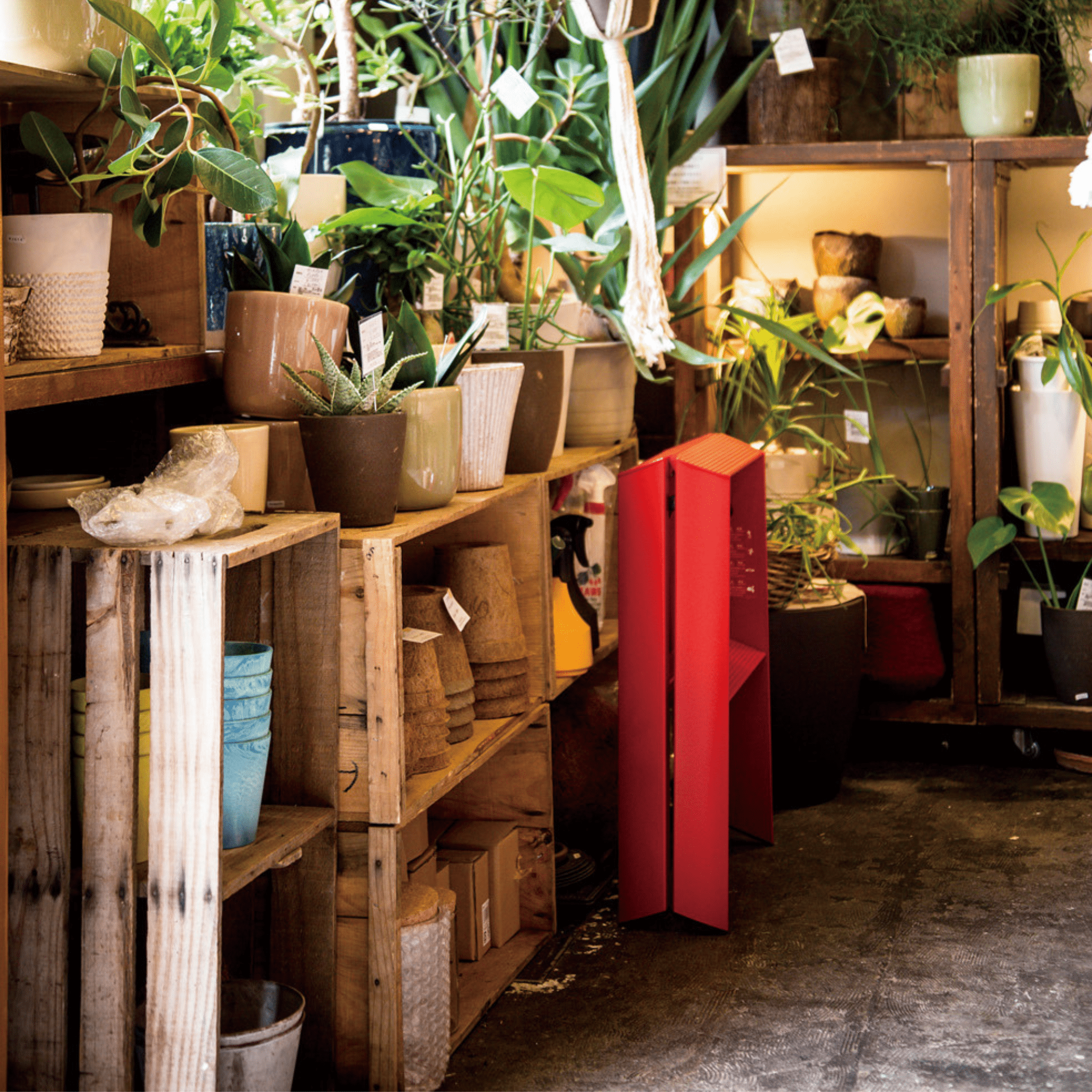 In een gezellige plantenwinkel met houten planken staan potplanten en tuinbenodigdheden. Vlakbij staat de Hasegawa Lucano Ladder 2 Step Rood van Hasegawa, geïnspireerd op Japans design, te midden van weelderig groen gebladerte onder warme verlichting.