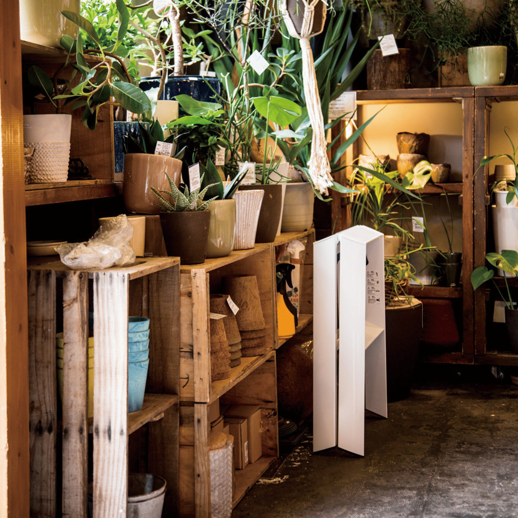 Een gezellige overdekte plantenwinkel met houten planken en kratten met potplanten en keramische potten, verlicht door warme lampen, is voorzien van de Hasegawa Lucano Ladder 2 Step Wit van Hasegawa, die een Japans geïnspireerde stijl toevoegt tussen weelderig groen.
