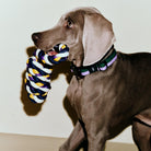 Een Weimaraner met een korte grijze vacht houdt een blauw, geel en wit touwspeeltje vast terwijl hij de Hay Dogs Halsband Flat Lavendel Groen S/M van Hay draagt, staande tegen een effen lichte achtergrond.
