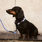 Een zwart met bruine teckel met een paarse en groene halsband zit op donkere tegels bij een beige muur, vastgemaakt aan de Hay Dogs Leiband Braid Lavendel Groen M/L leiband van Hay, kijkend naar links.