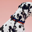 Een dalmatiër modelleert de Hay Dogs Halsband Flat Rood Blauw S/M van Hay, een blauwrode halsband gemaakt van gerecycled polyester met een zwarte clip. Alleen de nek, schouder en een deel van het hoofd zijn te zien tegen een roze achtergrond.
