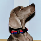 Een Weimaraner met korte grijze vacht kijkt omhoog, terwijl hij de Hay Dogs Halsband Flat Rood Blauw S/M van Hay draagt, gemaakt van gerecycled polyester, tegen een lichte achtergrond.