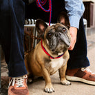 Een bruinzwarte Franse bulldog met de Hay Dogs Halsband Flat Rood Blauw S/M van Hay, gemaakt van gerecycled polyester, zit op de stoep terwijl een persoon in bruine gympen, een marinebroek en een blauw geruit shirt zijn nek zachtjes vasthoudt.
