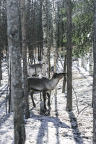 Een rendier staat tussen besneeuwde bomen in Finland, wat doet denken aan scènes uit het Kookboek van Cozy Publishing Eat Finland - een inspiratiebron voor Finse recepten. Verderop tussen de bomen is nog een rendier te zien.