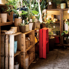 In een gezellige plantenwinkel met houten planken staan potplanten en tuinbenodigdheden. Vlakbij staat de Hasegawa Lucano Ladder 2 Step Rood van Hasegawa, geïnspireerd op Japans design, te midden van weelderig groen gebladerte onder warme verlichting.